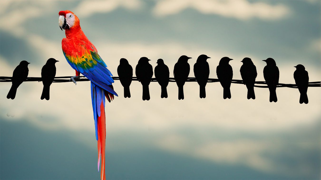 many small black birds on an electrical wire along with one big colorful Macaw - symbolizing a brand that stands out